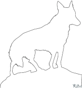 coyote Coloring Pages To Print